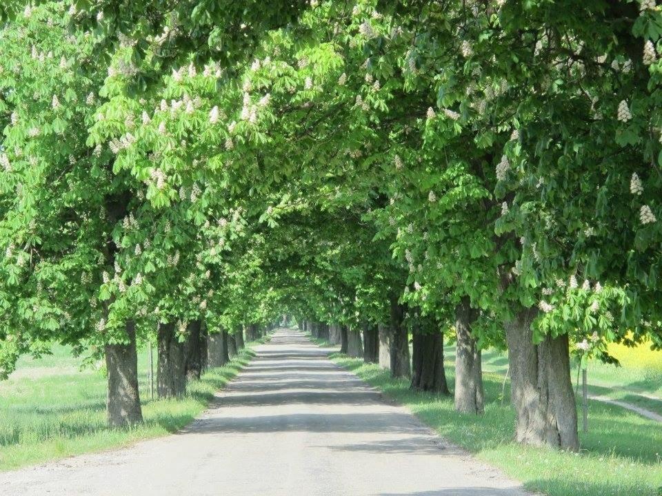 Hotel Lipot Termal Vendegszoba Zewnętrze zdjęcie